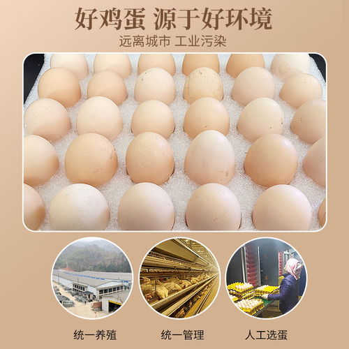 30枚装贵州从江新鲜鸡蛋批发农家鲜鸡蛋现捡营养无公害土鸡蛋包邮