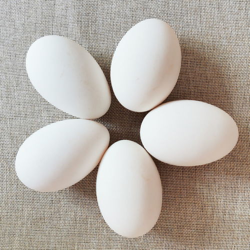鹅蛋新鲜孕妇批发12个生鹅蛋现捡现发正宗农家散养特大孵化蛋